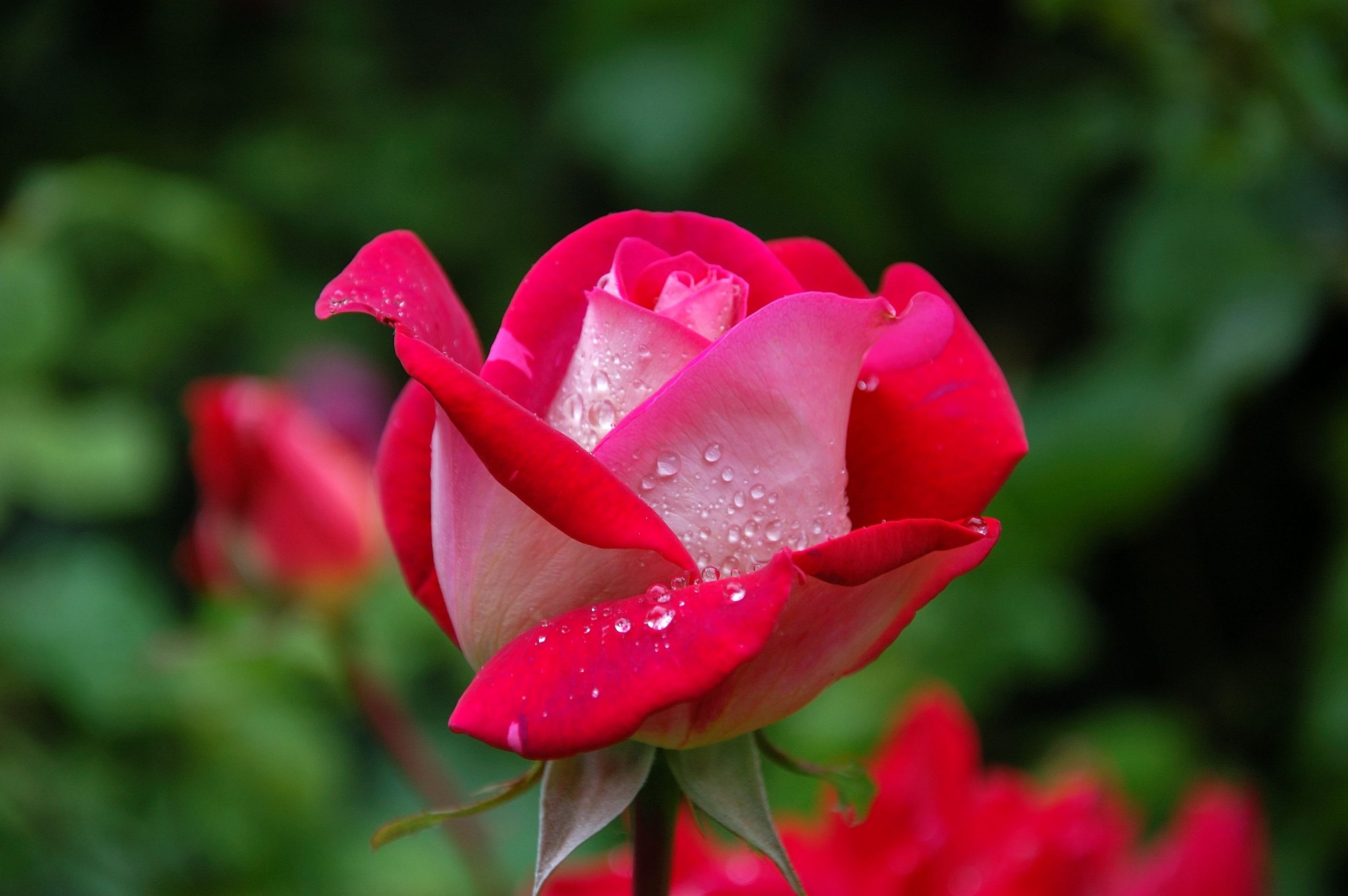 Les plus belles plantes de couleur rose